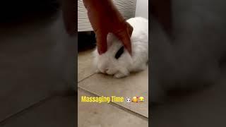 Massaging my bunny  #bunny #rabbit #spicythebunny #funnybunny #funybunny #funbunny #bun