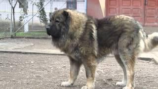 Titan, the largest Caucasian Shepherd and its puppies