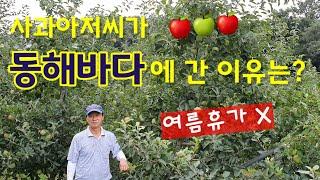 사과아저씨가 동해바다에 간 이유  | 건강한 사과의 비결