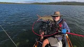 Wallagoot Lake Snapper and Tailor on soft plastics