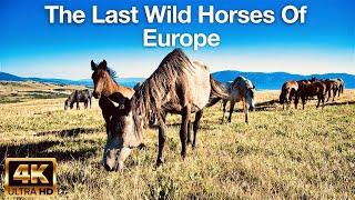 The Last Wild Horses of Europe || Livanjski Divlji Konji || Solo Hiking In The Balkans