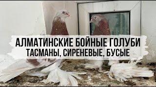 Алматинские бойные голуби Эльдара, Казахстан, г. Алматы / Бой, тяга, винт