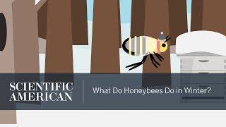 What Do Honeybees Do in Winter?