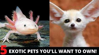 Top 5 Exotic Pets You'll Want to Own - Exotic Animals You Can Keep as Pets at Home 2022