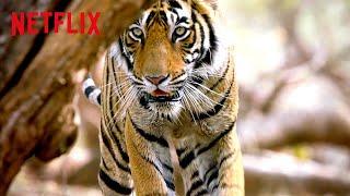 Bengal Tiger on the Hunt  Life in Color with David Attenborough | Netflix After School