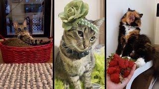 Funny and cute CATS Videos Сompilation # 38