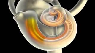 Inner Ear function - A brief summary -