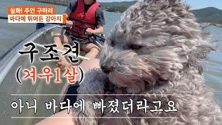 (True dog story) A dog that jumped into the sea to rescue owner.