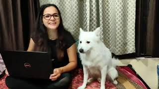 Work from Home with Furry Friends | V2Solutions