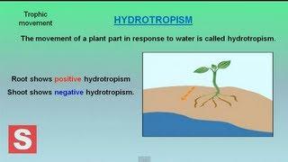 Control and Coordination in plants CBSE Class X Science Lesson