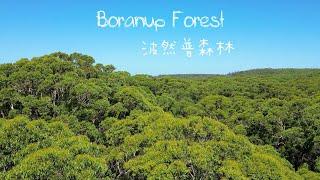 [4K Drone Video] Boranup Forest in Western Australia, 60m Karri Trees & Fire Renewal