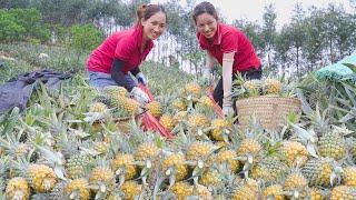 FULL VIDEO : 60 DAYS Harvesting Pineapple With My Younger Sister Go To Market Sell - Lý Thị Hoa