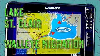 Lake St.  Clair Walleye Migrations