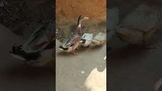 funny duck videos/ Duck video/ duck videos cute/Vcute baby duck videos /baby duck pictures  #shorts