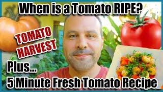 Harvesting Tomatoes! When is a Tomato Ripe? Plus a 5 Minute Tomato Recipe.