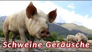 Schweine geräusche  die Geräusche, die ein Schwein macht