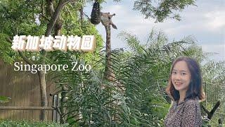 【Singapore Zoo】连新加坡总理都经常去的动物园，带你们近距离看小动物 | 新加坡动物园 | Staycation in Singapore
