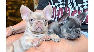 Cider & Cyprus at 8 wks old. Handsome Fluffy Carrier boys! New Shade Isabella & Tan and Lilac & Tan.