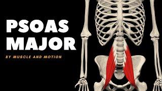 The Psoas Major Muscle: Origin, Insertion, and Actions