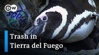 Argentina: Penguin colonies suffer from plastic trash | Global Ideas