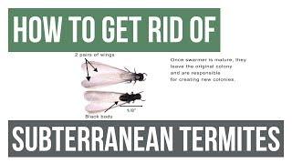 How to Get Rid Of Eastern Subterranean Termites Guaranteed- 4 Easy Steps