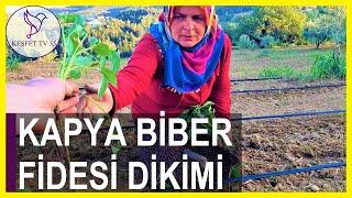 KAPYA BİBER FİDESİ NASIL EKİLİR? | KAPYA BİBER NASIL DİKİLİR? | KAPYA BİBER YETİŞTİRİCİLİĞİ