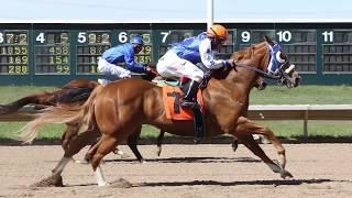 Colorado's Fastest Horses: Quarter Horses at Arapahoe Park