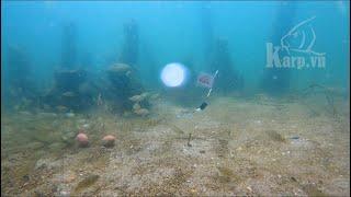 Cá Ăn Mồi Câu Đài Dưới Nước | Cảnh giật cá phê lòi | close-up of carp eating bait underwater