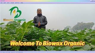 Humic based shine ball with experiment Biowax Organic