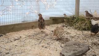 Coturnix Quail | Mating Calls & Male Sounds