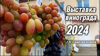 Выставка винограда в г.п. Самохваловичи 2024