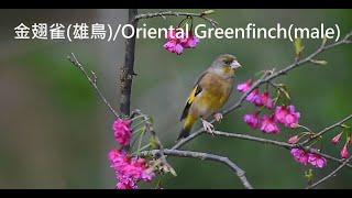 金翅雀/Oriental Greenfinch