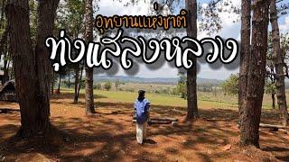 EP.117 ล่าสุด อช.ทุ่งแสลงหลวง ลานกางเต็นท์ท่ามกลางป่าสน จุดชมวิวทุ่งแสลงหลวง และเล่นน้ำสะพานสลิง