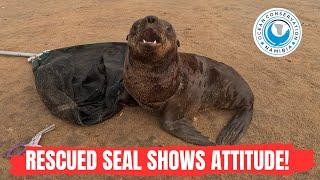 Rescued Seal Shows Attitude!