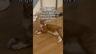 Tao, le briquet à gaz  #chat #chaton #cats #cat #chatonmignon #animaux #petslover #pets #catshorts