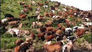 Nguni Cows