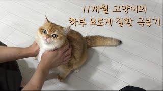 VLOG | 11개월 고양이 하부 요로계 질환(증후군) 극복기  | 2주 만에 만난 집사와 고양이