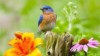 Beautiful Relaxing Hymns, Peaceful Instrumental Music, "Abide with me" by Tim Janis