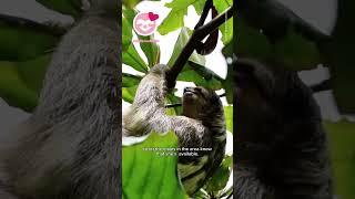 Female Sloth Screams for a Partner to Mate!