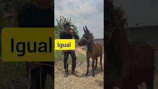 mira como se hombre grita igual que el burro y la reacción del burro wao