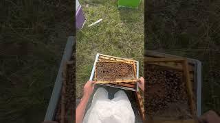 Marking the Queen pov #beekeeping #queenbee #viral