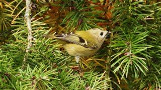 Kleine Punker rocken meinen Garten - Herbstbalz von drei Wintergoldhähnchen am 18. Oktober 2024