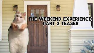 (cat meme) the weekend experience part 2 teaser