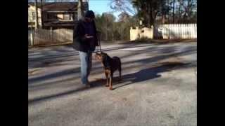 Shaq the Rottweiler trained in Advanced Obedience. Master Christian Dog Training Atlanta