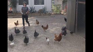 Calling your chickens home! How to train a recall with your chickens