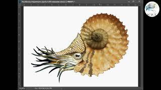 Painting the ammonite Trachyceras hispanicum. By ICRA.