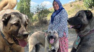 KÖPEĞİMİZ'DEN AYRILIYORUZ - TİLKİ SEFA SÜRDÜ 1 TAVUS KUŞU 5 KAZ 3 TAVUK 2 HOROZ 2 TOKAT TAVUĞU YEDİ