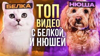 БЕЛКА И НЮША ТОП 2/ЛАЙКИ LIKE#cat