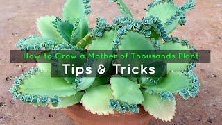 How to Grow a Mother of Thousands Plant: Tips & Tricks