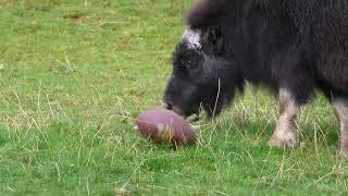 Willow the muskox turns ONE!